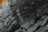 Polished Stromatolite (Alcheringa) Slice - Billion Years #180002-1